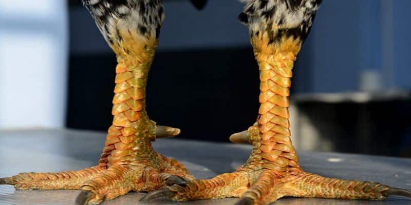 Sơ lược về cách xem vảy gà đá hay