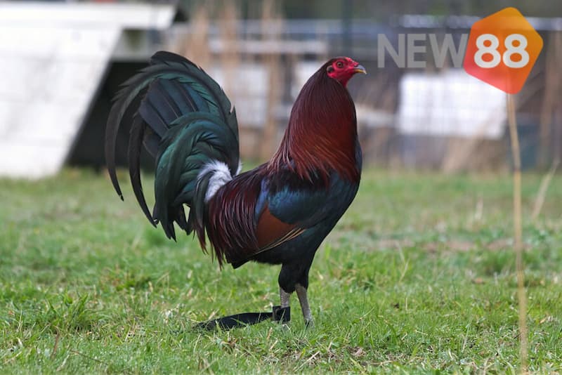 Gà đá Mỹ nổi tiếng với các thế gà đá có tốc độ và sức bền vượt trội