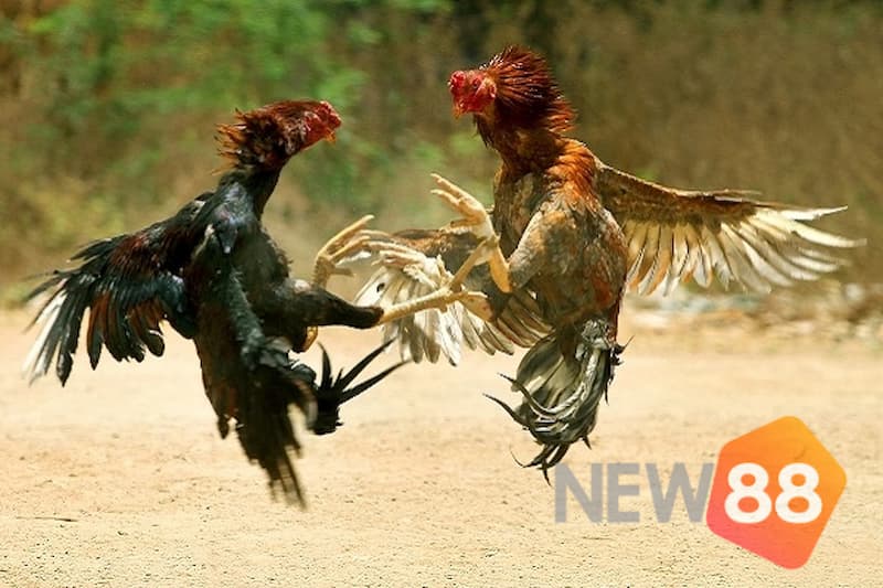 Các thế gà đá hay nhất trong bộ môn gà đá được các kê thủ quan tâm