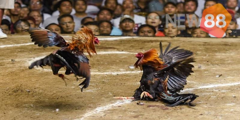 Luật đá gà miền Nam siêu hay