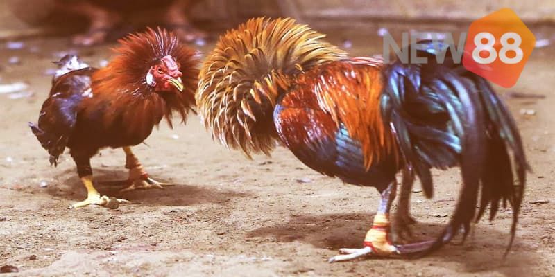 Các thuật ngữ thông dụng của luật