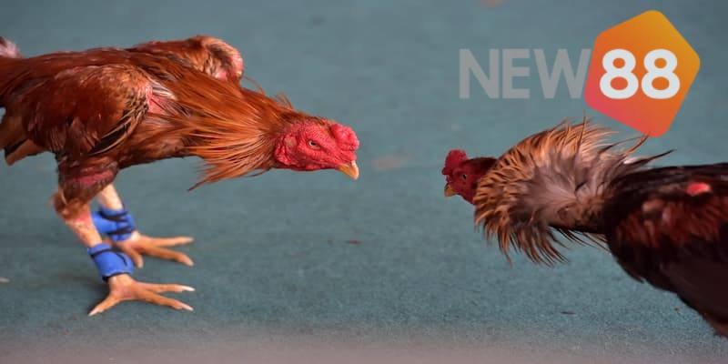 Tỷ lệ kèo đá gà là gì?