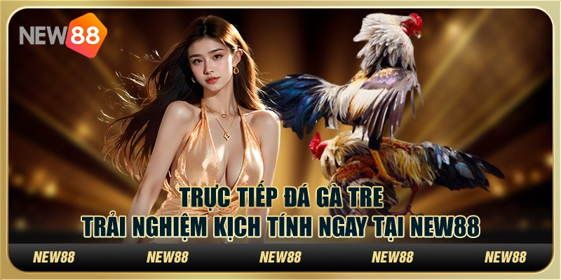 Trực tiếp đá gà tre – Trải nghiệm kịch tính ngay tại New88