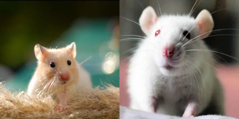 Lưu ý khi tham gia lô đề từ giấc mơ nằm mơ thấy chuột