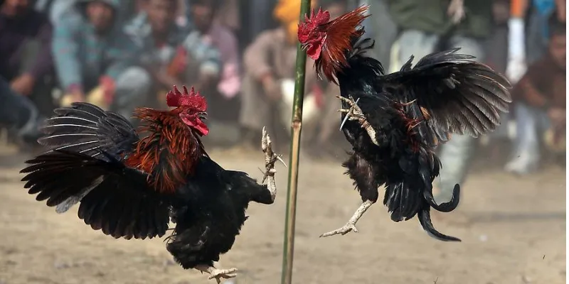 Chia sẻ bí quyết cá cược đá gà tre trực tuyến hiệu quả tại New88