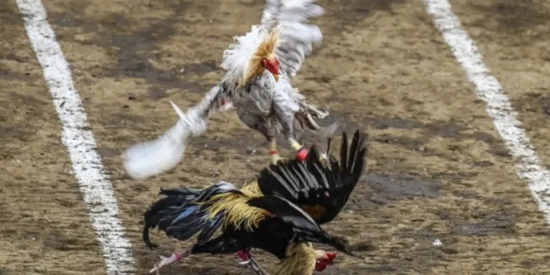 Tổng quan về đá gà 888 tại New88