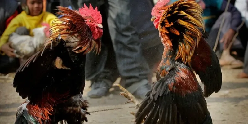 Cách đặt cược thông minh và chiến lược hiệu quả tại New88