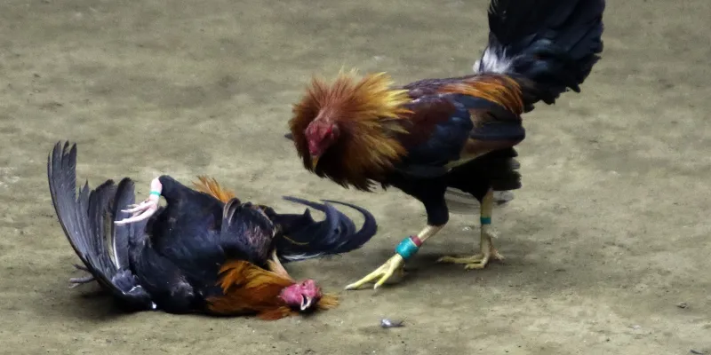 Chiến lược cược đá gà Philippines thắng lớn tại New88