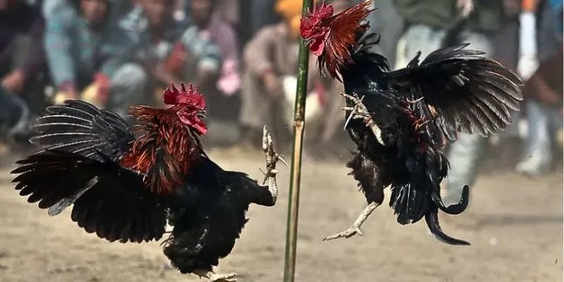 Vài nét về Đá gà Asil