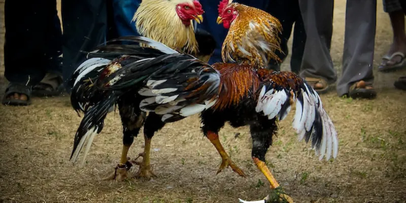 Làm thế nào để hiểu về soi kèo đá gà?