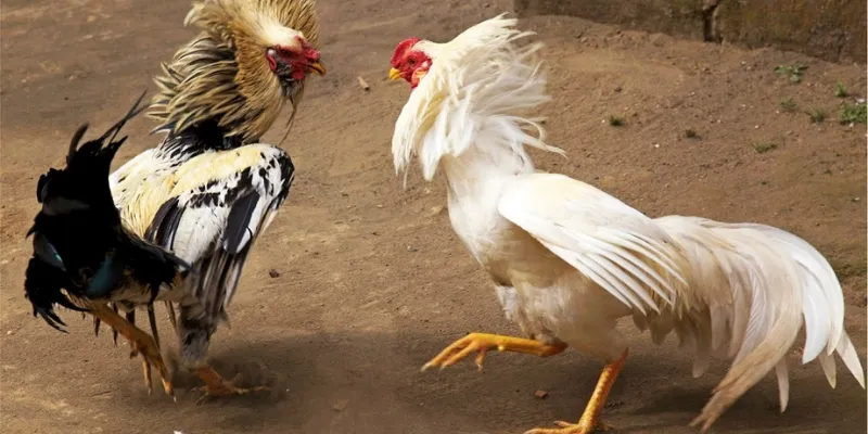 Những hình thức kèo đá gà phổ biến