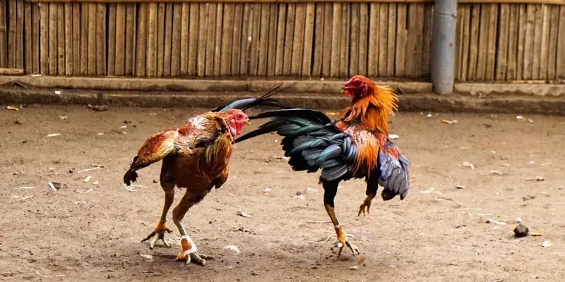 Bí quyết soi kèo đá gà nào giúp bạn dễ dàng chiến thắng?